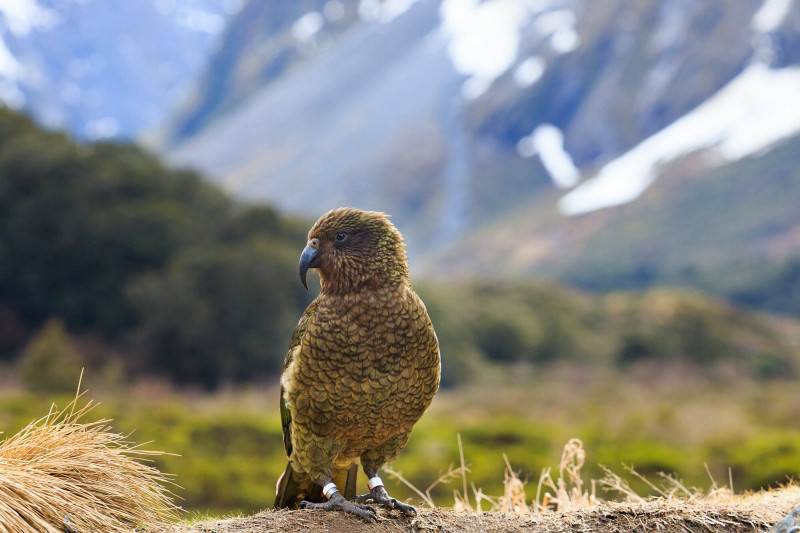 New Zealand kea in mountain range